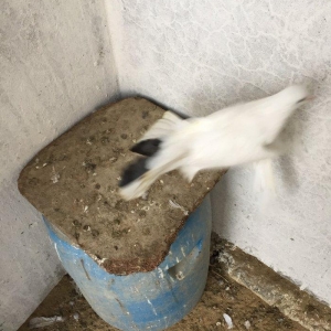 Enni quyruq erkek 19 tuk maya 17 tuk cut deyiller cute vurmaq lazımdı