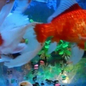 KOYA VƏ    KOMETA QIZIL BALIQLARI  40 - 50  SM   