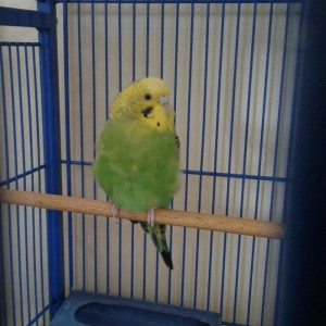 salam papqay satlram iki ededi disidiler birilin quslarldi qemeti 15 m