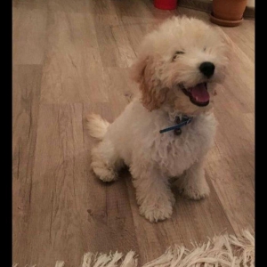 Toy pudel erkekdi. Cox agillidi insanlarla,uwaglarla oynamagi xowlayir