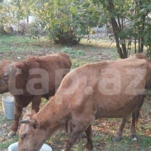 Ana bala inək .satılır təzə gələyə gəlib.beşlncı balaya bogazdı.