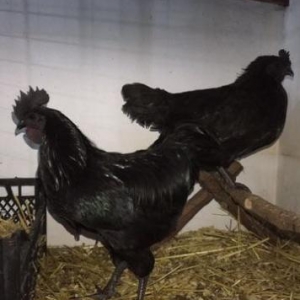 Ayam cemani cücesi Aprelin biri çıxıb şekildeki ata anasıdır