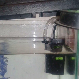 akvarum satiram icinde 5 eded yaxwi bahali baliqlari var.kisacasi her