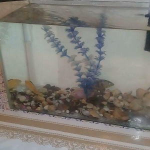 akvarum satiram icinde 5 eded yaxwi bahali baliqlari var.kisacasi her