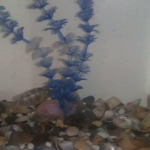 akvarum satiram icinde 5 eded yaxwi bahali baliqlari var.kisacasi her