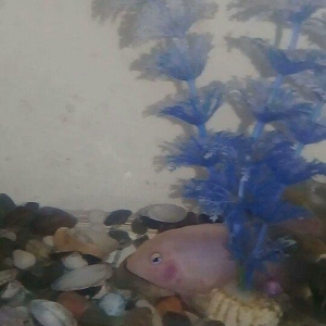 akvarum satiram icinde 5 eded yaxwi bahali baliqlari var.kisacasi her