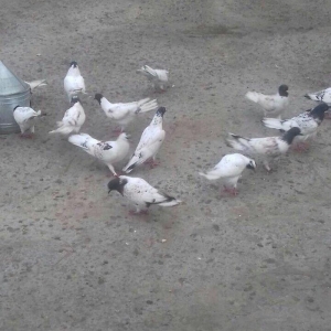 22ed qara baw qiymeti 500azn. fikri ciddi olanlar zeng etsin.