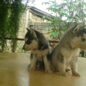 1-ay 15-gunluk bala xaski bir gozu goy bir gozu karicnivi temiz xaskid