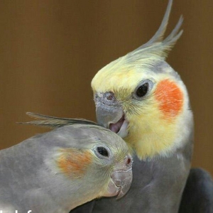 erkey 35 disi   2 ilin quslaridi  4 ayin balalarida var