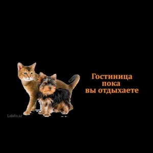 Itlerin muveggeti baxilmasi cimizdirilmesi gezdirilmesi @petshopbaku i