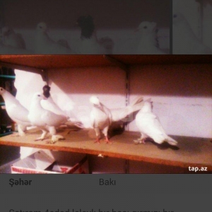 satıram temız heyvanlardı ag lelekdıler dordu 17 18tukdu ıkı ıse bırı