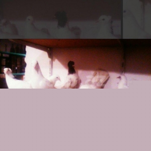 satıram temız heyvanlardı ag lelekdıler dordu 17 18tukdu ıkı ıse bırı