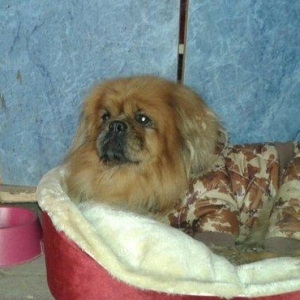 TƏcİlİ satİlİr. Pikines-dir tam sağlamdır herbir peyvəndi vurulub 2-3