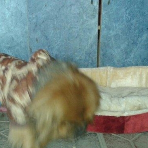 TƏcİlİ satİlİr. Pikines-dir tam sağlamdır herbir peyvəndi vurulub 2-3