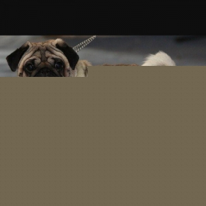 Mops cins itleridi.2eded oqlan qizdi.oqlanin 4,qizin 3yawi