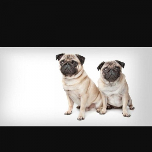 2eded mops parodiyasi itler satiram.cutduler,yeni oqlan ve qiz.pasport