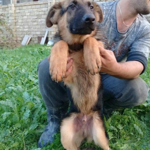 satlir cinsi afcarka elave mellumat whatsapp ve ya telde elaqe saglaya