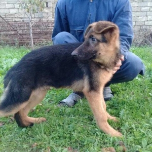 satlir cinsi afcarka elave mellumat whatsapp ve ya telde elaqe saglaya