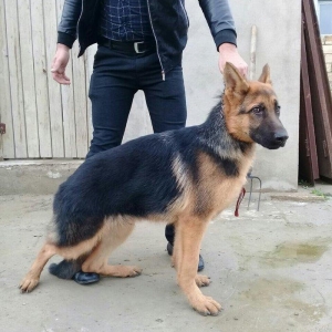 afcarka satlir erkeydi whatsapp ve ya telde elaqe saglaya bilersiz