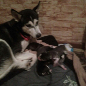 Xaski temiz qan balalari yeni olub isteyen indiden gelib baxib sece