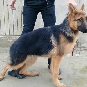 satlir afcarkadi elave mellumat whatsap ve ya telde elaqe saglaya bile