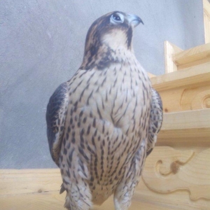 Sahin satiram tecili ucuz rial alici zeng etsin 0516067666 0556067666