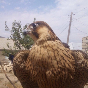 Sahin satiram tecili ucuz rial alici zeng etsin 0516067666 0556067666