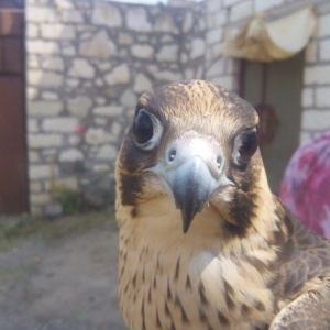 Sahin satiram tecili ucuz rial alici zeng etsin 0516067666 0556067666