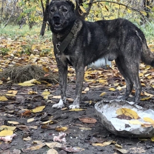 Tecli satram ne telle deywrem it qubadadr isteyen qubadan gotrecek