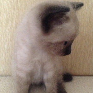 Siam pişik balaları satılır