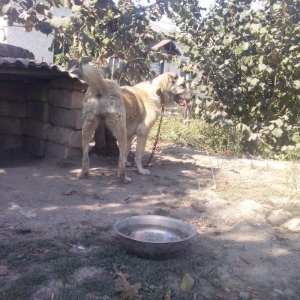 Salam qanqalla qafqaz coban itinin qariwiqidi qanciqdi satilir pula