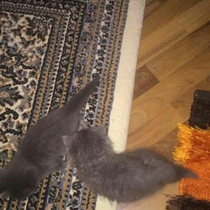 Wotland pişiyi balalarini 1 aylıqdı, sudden ayrılıb qidaya kecibler. B