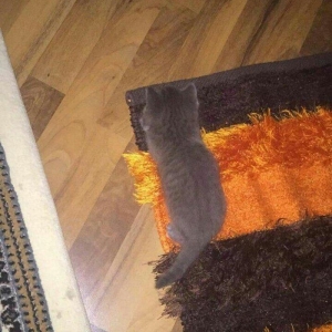 Wotland pişiyi balalarini 1 aylıqdı, sudden ayrılıb qidaya kecibler. B