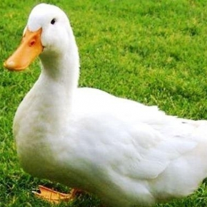 Ordək.1 dənəsi 12 manatdir.Çox alan olsa qiymətində güzəşt mümkündür.