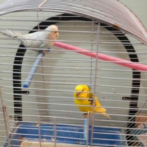 bir cut valnisdi papuqay satiram .erkek mavi spengel  ,  disi saridir