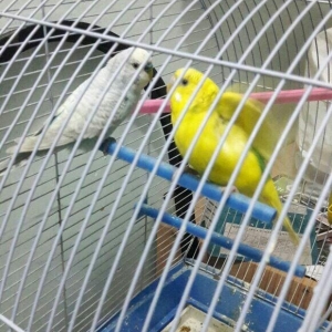 bir cut valnisdi papuqay satiram .erkek mavi spengel  ,  disi saridir