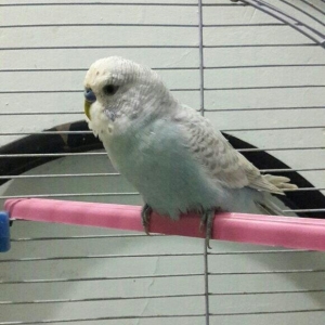 bir cut valnisdi papuqay satiram .erkek mavi spengel  ,  disi saridir