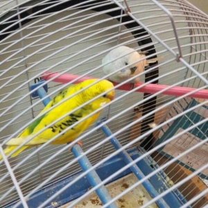 bir cut valnisdi papuqay satiram .erkek mavi spengel  ,  disi saridir