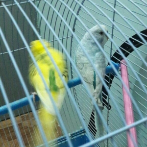 bir cut valnisdi papuqay satiram .erkek mavi spengel  ,  disi saridir