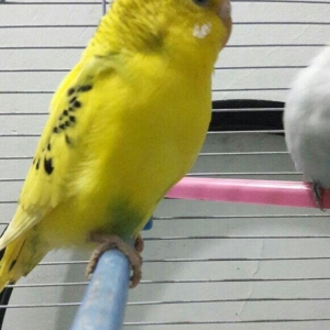 bir cut valnisdi papuqay satiram .erkek mavi spengel  ,  disi saridir