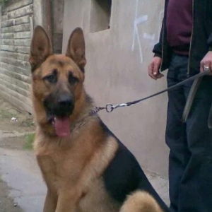 atasi nemeski anasi yevropeski balalar satilir 1 ay tamam olandan sonr