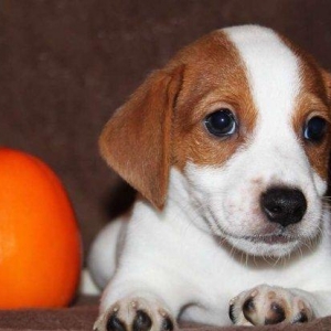 Встречам Новый Год «год Собаки» с самой лучшей, умной и веселой
