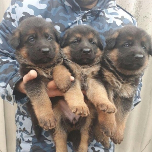 Temiz alman itleri satilir. 2 ayliq balalar var.qurt dermanlari