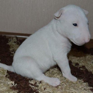 Щеночки готовы к переезду в новый дом!Дата рождения 11.09.2017г. В