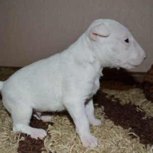 Щеночки готовы к переезду в новый дом!Дата рождения 11.09.2017г. В