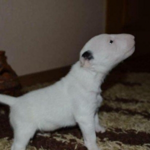 Щеночки готовы к переезду в новый дом!Дата рождения 11.09.2017г. В