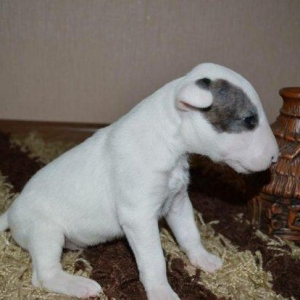 Щеночки готовы к переезду в новый дом!Дата рождения 11.09.2017г. В