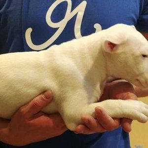 Щеночки готовы к переезду в новый дом!Дата рождения 11.09.2017г. В