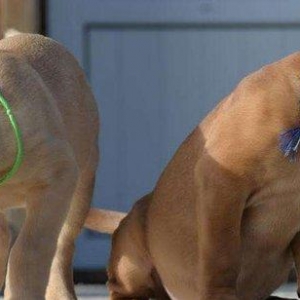 элитные щенки бульмастиф Родители щенков чемпионыосталось семь