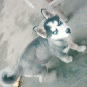 adı Lusi cinsiyeti qiz,3aylig,Türkiye'den getirmisen,,ev itidi,satiram